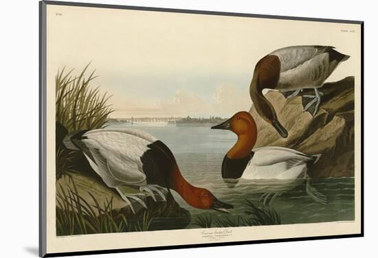 Canvas Backed Duck-John James Audubon-Mounted Art Print