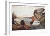 Canvas-Backed Duck-John James Audubon-Framed Art Print