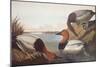 Canvas-Backed Duck-John James Audubon-Mounted Art Print