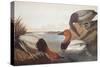 Canvas-Backed Duck-John James Audubon-Stretched Canvas