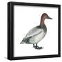 Canvasback (Aythya Valisineria), Duck, Birds-Encyclopaedia Britannica-Framed Poster