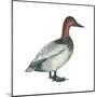 Canvasback (Aythya Valisineria), Duck, Birds-Encyclopaedia Britannica-Mounted Poster