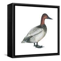 Canvasback (Aythya Valisineria), Duck, Birds-Encyclopaedia Britannica-Framed Stretched Canvas