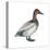 Canvasback (Aythya Valisineria), Duck, Birds-Encyclopaedia Britannica-Stretched Canvas