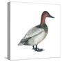 Canvasback (Aythya Valisineria), Duck, Birds-Encyclopaedia Britannica-Stretched Canvas