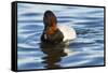 Canvasback Duck (Aythya Valisimeria) Drake-Lynn M^ Stone-Framed Stretched Canvas