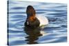 Canvasback Duck (Aythya Valisimeria) Drake-Lynn M^ Stone-Stretched Canvas