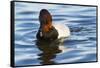 Canvasback Duck (Aythya Valisimeria) Drake-Lynn M^ Stone-Framed Stretched Canvas