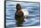 Canvasback Duck (Aythya Valisimeria) Drake-Lynn M^ Stone-Framed Stretched Canvas