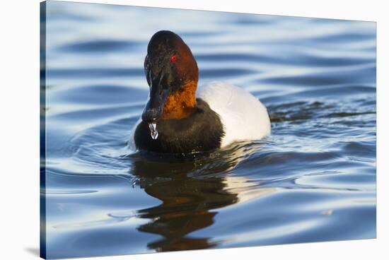 Canvasback Duck (Aythya Valisimeria) Drake-Lynn M^ Stone-Stretched Canvas