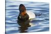 Canvasback Duck (Aythya Valisimeria) Drake-Lynn M^ Stone-Stretched Canvas