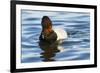 Canvasback Duck (Aythya Valisimeria) Drake-Lynn M^ Stone-Framed Photographic Print