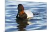 Canvasback Duck (Aythya Valisimeria) Drake-Lynn M^ Stone-Mounted Photographic Print