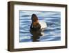 Canvasback Duck (Aythya Valisimeria) Drake-Lynn M^ Stone-Framed Photographic Print