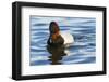 Canvasback Duck (Aythya Valisimeria) Drake-Lynn M^ Stone-Framed Photographic Print
