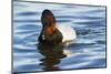 Canvasback Duck (Aythya Valisimeria) Drake-Lynn M^ Stone-Mounted Photographic Print