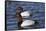 Canvasback Duck (Aythya Valisimeria) Drakes-Lynn M^ Stone-Framed Stretched Canvas