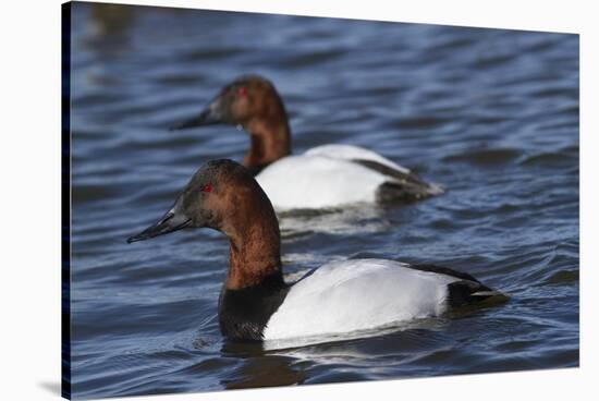 Canvasback Duck (Aythya Valisimeria) Drakes-Lynn M^ Stone-Stretched Canvas