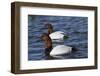Canvasback Duck (Aythya Valisimeria) Drakes-Lynn M^ Stone-Framed Photographic Print