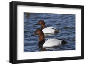 Canvasback Duck (Aythya Valisimeria) Drakes-Lynn M^ Stone-Framed Photographic Print