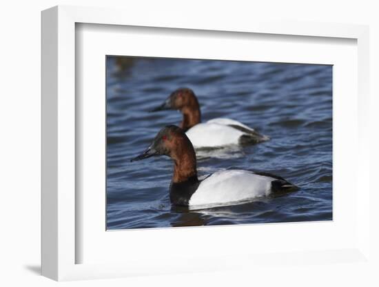 Canvasback Duck (Aythya Valisimeria) Drakes-Lynn M^ Stone-Framed Photographic Print