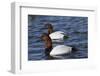 Canvasback Duck (Aythya Valisimeria) Drakes-Lynn M^ Stone-Framed Photographic Print