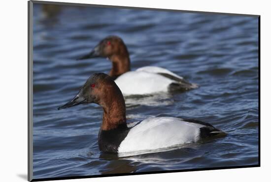 Canvasback Duck (Aythya Valisimeria) Drakes-Lynn M^ Stone-Mounted Photographic Print