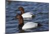 Canvasback Duck (Aythya Valisimeria) Drakes-Lynn M^ Stone-Mounted Photographic Print