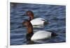 Canvasback Duck (Aythya Valisimeria) Drakes-Lynn M^ Stone-Framed Photographic Print