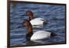 Canvasback Duck (Aythya Valisimeria) Drakes-Lynn M^ Stone-Framed Photographic Print