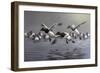 Canvasbacks Coming In-Wilhelm Goebel-Framed Giclee Print