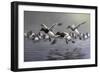 Canvasbacks Coming In-Wilhelm Goebel-Framed Giclee Print