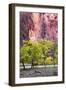 Canyon Cottonwoods-Danny Head-Framed Photographic Print