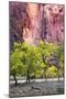 Canyon Cottonwoods-Danny Head-Mounted Photographic Print