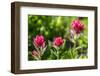 Canyon Creek Meadow, Deschutes National Forest, Oregon, USA. Indian Paintbrush, Castilleja linariif-Mark Williford-Framed Photographic Print