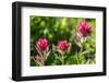 Canyon Creek Meadow, Deschutes National Forest, Oregon, USA. Indian Paintbrush, Castilleja linariif-Mark Williford-Framed Photographic Print