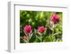 Canyon Creek Meadow, Deschutes National Forest, Oregon, USA. Indian Paintbrush, Castilleja linariif-Mark Williford-Framed Photographic Print