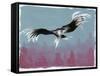 Canyon Eagle, 2014-Nancy Moniz-Framed Stretched Canvas