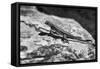Canyon Land 19-Gordon Semmens-Framed Stretched Canvas