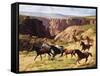 Canyon Mustangs-unknown Leone-Framed Stretched Canvas