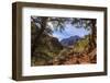 Canyon Pines-Eleanor-Framed Photographic Print