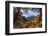 Canyon Pines-Eleanor-Framed Photographic Print