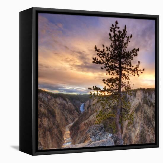 Canyon Sunset Tree, Yellowstone, Square-Vincent James-Framed Stretched Canvas