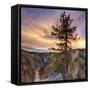 Canyon Sunset Tree, Yellowstone, Square-Vincent James-Framed Stretched Canvas