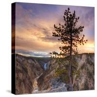 Canyon Sunset Tree, Yellowstone, Square-Vincent James-Stretched Canvas