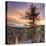 Canyon Sunset Tree, Yellowstone, Square-Vincent James-Stretched Canvas