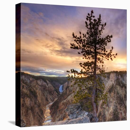 Canyon Sunset Tree, Yellowstone, Square-Vincent James-Stretched Canvas