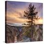 Canyon Sunset Tree, Yellowstone, Square-Vincent James-Stretched Canvas