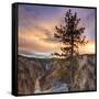 Canyon Sunset Tree, Yellowstone, Square-Vincent James-Framed Stretched Canvas