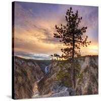 Canyon Sunset Tree, Yellowstone, Square-Vincent James-Stretched Canvas